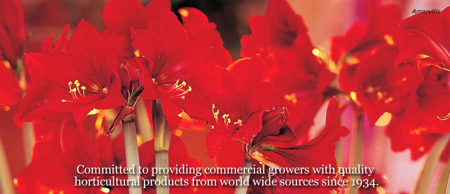 Committed to providing commercial growers with quality horticultural products from worldwide sources since 1934.