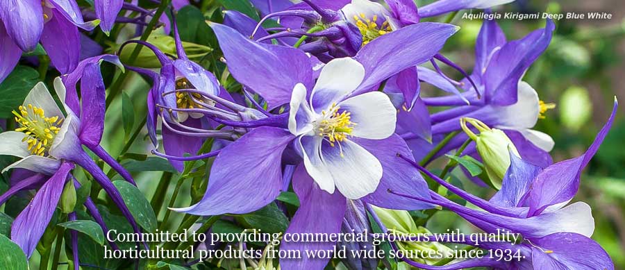 Aquilegia Kirigami Deep Blue White. Committed to providing commercial growers with quality horticultural products from worldwide sources since 1934.