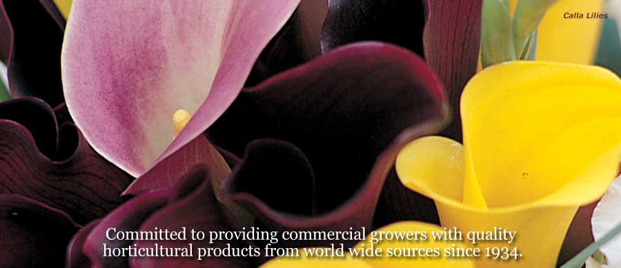 Calla Lillie.s. Committed to providing commercial growers with quality horticultural products from worldwide sources since 1934.