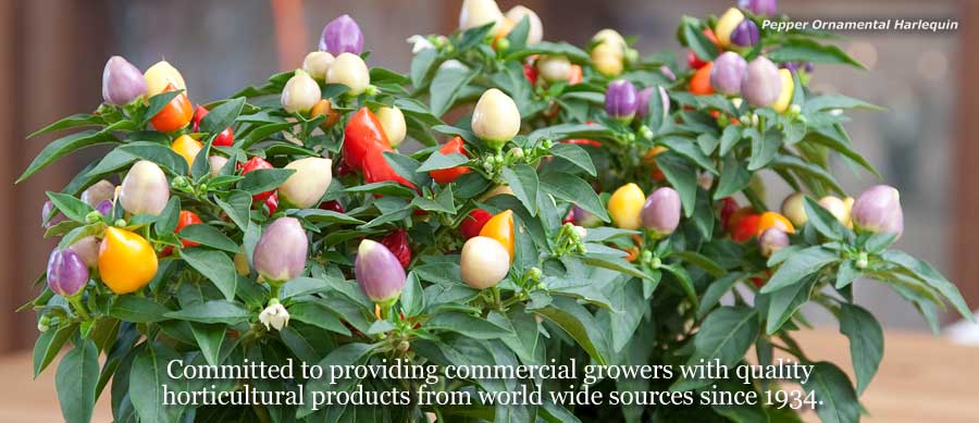 Pepper Ornamental Harlequin. Committed to providing commercial growers with quality horticultural products from worldwide sources since 1934.