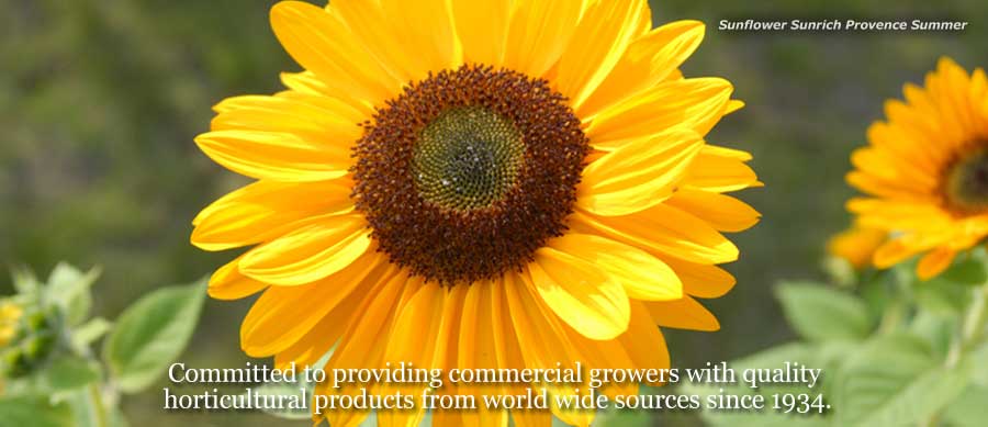 Sunflower Sunrich Provence Summer. Committed to providing commercial growers with quality horticultural products from worldwide sources since 1934.