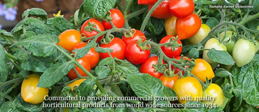 Tomato Sweet Valentines. Committed to providing commercial growers with quality horticultural products from worldwide sources since 1934.